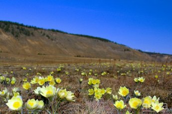 18 Мая День подснежника (Ньургуьун кунэ)